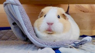 10 Reasons Why You Should Get Guinea Pigs [upl. by Iruyas]