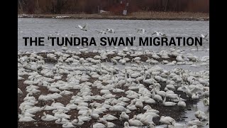 The TUNDRA SWAN Migration [upl. by Frants]