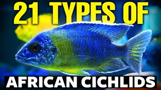 21 BEST Types Of African Cichlids 🐟 [upl. by Vocaay]