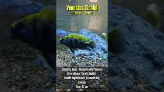 Hap Venustus Cichlid  African Cichlid shorts [upl. by Rosalind]