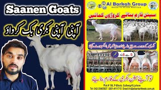 saanen goat  saanen goats farm in Pakistan  saanen goat price in Pakistan  bakri wala [upl. by Llij]