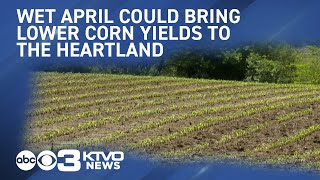 Wet April could bring lower corn yields to the Heartland [upl. by Nydnarb]