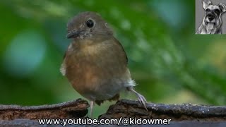 FULVOUSCHESTED JUNGLE FLYCATCHER Borneo [upl. by Ssepmet]