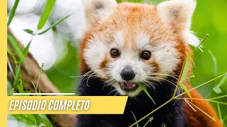 Impresionantes Imágenes de un Panda Rojo en las Profundidades del Himalaya  Episodio Completo [upl. by Aihsilef420]