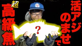 生きたアジを針につけて泳がせると高級魚が食い付いてきます。 [upl. by Atte32]