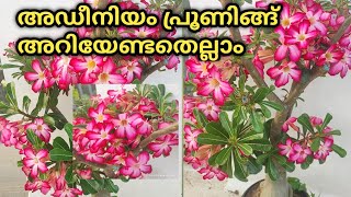 Adenium Pruningഅഡീനിയം പ്രൂണിങ്ങ് ഇപ്പൊ ചെയ്യേണ്ട സമയം How amp when to Prune Adenium Plant [upl. by Aihsyak]