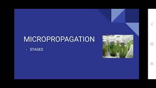 Micropropagation Stages [upl. by Retloc498]