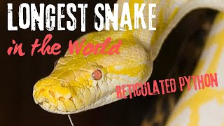 ⚠️❗️🫣😲Worlds Longest Snake [upl. by Iolanthe]