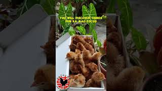 AVAILABLE RHODE ISLAND RED CHICKENS  DUMAGUETE CITY PHILIPPINES BACKYARD FARMING [upl. by Oeak522]