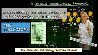 Understanding the nucleosome [upl. by Reuben]