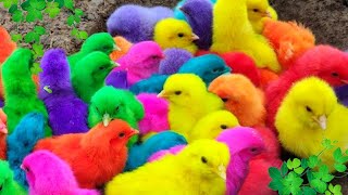 Ayam Lucu ayam warna warni ayam rainbow kelinci lucu bebek lucu ikan koi Hewan Lucu [upl. by Anerat]