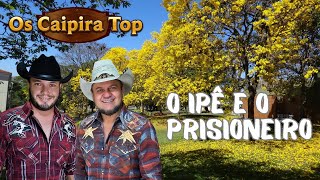 MEU IPÊ FLORIDO Modão  Os Caipira Top 2024 sómodão oscaipiratop sertanejo caipira guarania [upl. by Nytsirk]