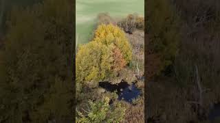 nature krajobraz drone natura drzewa [upl. by Helbona]