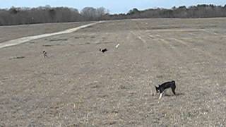 Basenji puppies at lure coursing practice [upl. by Skvorak736]