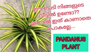 PANDANUS PLANT ഈ ചെടി നിങ്ങളുടെ വീട്ടിൽ ഉണ്ടോ [upl. by Selimah]