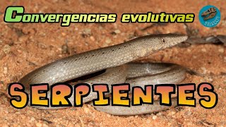 Convergencias evolutivas SERPIENTES [upl. by Hehre]