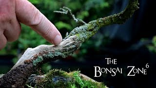 Sprucing Up my Birds Nest Spruce Bonsai The Bonsai Zone Aug 2019 [upl. by Anilehcim]