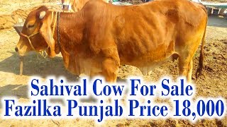 Cow for SaleCow for sale fazilka punjab price 18000 mob 9781108239 [upl. by Wengert]