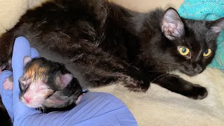 Pregnant Cat Giving Birth to 6 Different Color Kittens [upl. by Nageek]