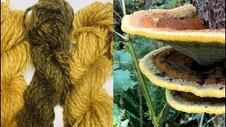 How to Dye with Dyers Polypore  Phaeolus schweinitzii ​⁠WildcraftDyeing [upl. by Nicolina447]