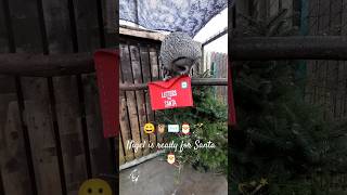 🦉✉️🎅Nigel is ready for Santa 😂 shorts owl owls christmas birds love funny [upl. by Ettore]