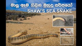 Shaws Sea Snake  ශ්වෝගේ කුඩා මුහුදු නයා  Documentary Video [upl. by Jeaz309]