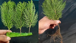 How to propagate ThujaJhau from cutting [upl. by Aubin]