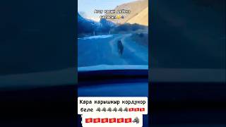 АякКолмо 📍🇰🇬 волки wolf kyrgystan kyrgyzstan rek shorts [upl. by Kera]