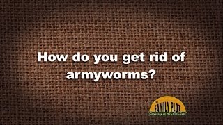 QampA  How do you get rid of armyworms [upl. by Sumaes204]