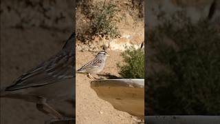 Whitecrowned Sparrow🐦Afternoon Swallow whitecrownedsparrow [upl. by Corsetti]