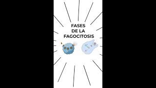 FASES DE LA FAGOCITOSIS Inmunología [upl. by Mcnelly]