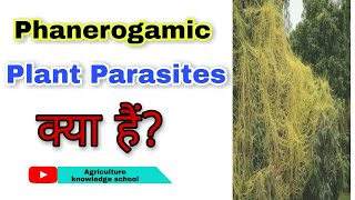 What is Phanerogamic Plant Parasites।What is Holos parasites and Sem Parasites।Striga Oorobanche [upl. by Yank]