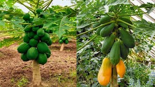 Abono organico y efectivo para la floración en tus árboles de papayas o lechosas [upl. by Ettenawtna15]