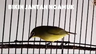 Pleci betina gacor birahi manggil jantan [upl. by Gratianna864]