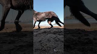 Walking around Hastings Foreshore Reserve amp Pier Victoria Australia [upl. by Gnourt34]