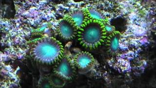 Zoanthus sp Official Video in HD [upl. by Michelle]