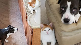 Cat Caught Sneaking Dog Extra Treats 😂  The Cat Chronicles [upl. by Larred85]