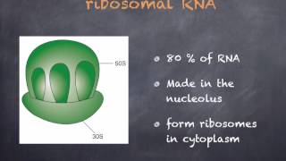 AS level F1 Nucleotides and RNA Ms Cooper [upl. by Lesly381]