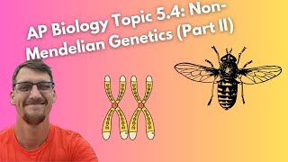 54 NonMendelian Genetics Morgans Experiments and Gene Mapping  AP Biology [upl. by Acimot]