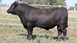 Lot 4 EVK22T99 Fernhill Angus 2024 [upl. by Eldorado839]