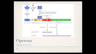 Bacterial Gene Regulation Operons [upl. by Aremahs584]