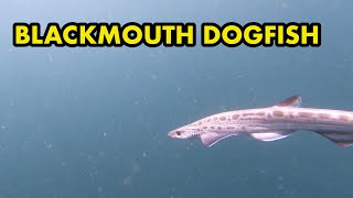 Blackmouth Dogfish amp Spurdogs [upl. by Meela]