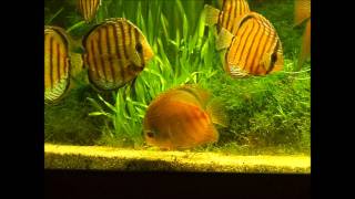 green discus wild symphysodon aequifasciatus aequifasciatus wwwnobobocom [upl. by Halsy]