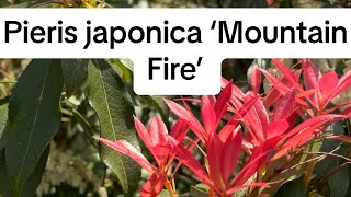 Pieris japonica ‘Mountain Fire’ [upl. by Yadrahs147]