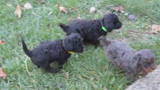 F1B Cavapoo Puppies For Sale [upl. by Yror700]