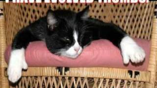 Very Funny Cats 85 [upl. by Friederike]