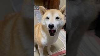 代表🍊のおやすみなさい💤 しばいぬ 柴犬 shiba 柴犬みかん [upl. by Lia]