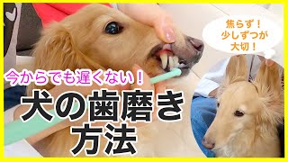 【知ってるだけでも損はない】犬の歯磨きのやり方、４ステップ！ [upl. by Merow]