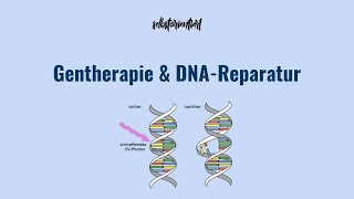 Wie funktioniert die Gentherapie amp DNA Reparatur DNAReparaturmechanismen der Zelle einfach erklärt [upl. by Yllim384]