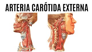 ARTERIA CARÓTIDA EXTERNA 2022 [upl. by Aivata]